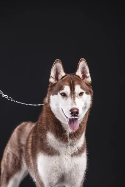 Siberian husky — Stockfoto