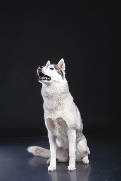 Sibiřský husky — Stock fotografie