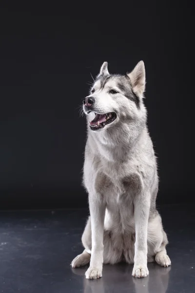 Sibiřský husky — Stock fotografie