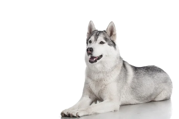 Siberische husky — Stockfoto