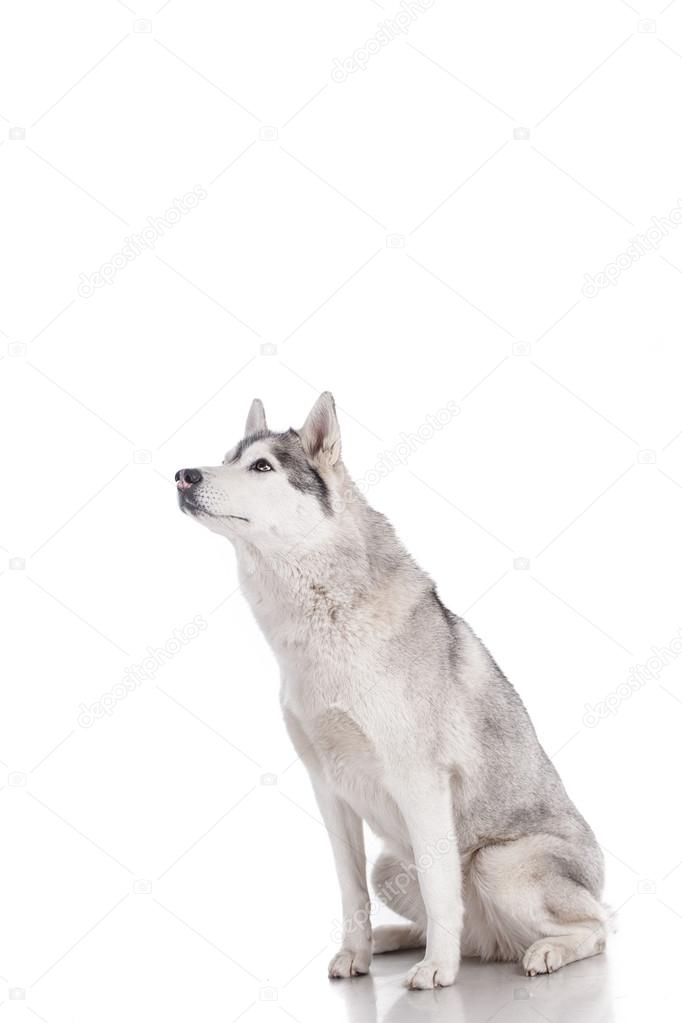 siberian husky