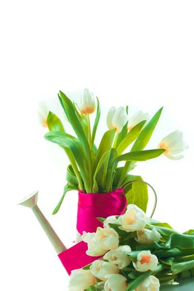 Spring tulips in watering can — Stock Photo, Image