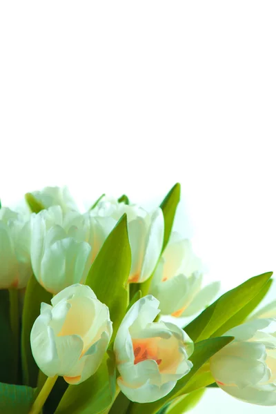 Schöne weiße Tulpen — Stockfoto