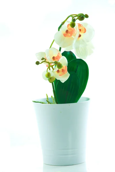 Orquídea blanca crece en maceta —  Fotos de Stock