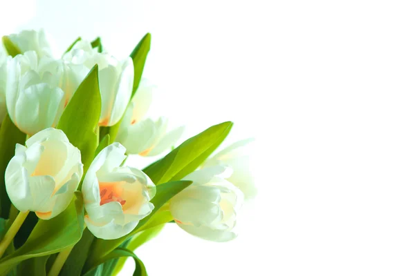 Schöne weiße Tulpen — Stockfoto