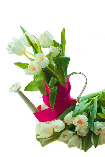 Spring tulips in watering can — Stock Photo, Image