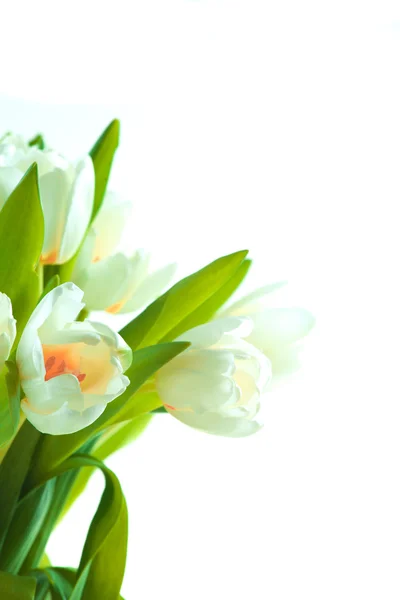 Lindas tulipas brancas — Fotografia de Stock