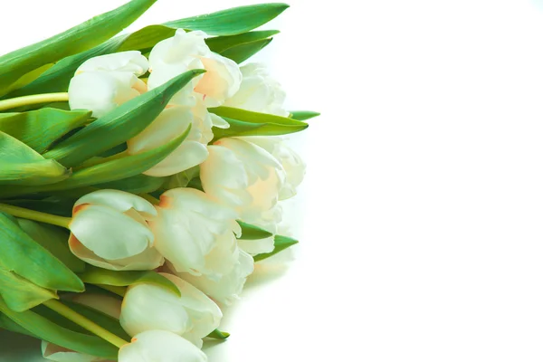 Indah tulip putih — Stok Foto