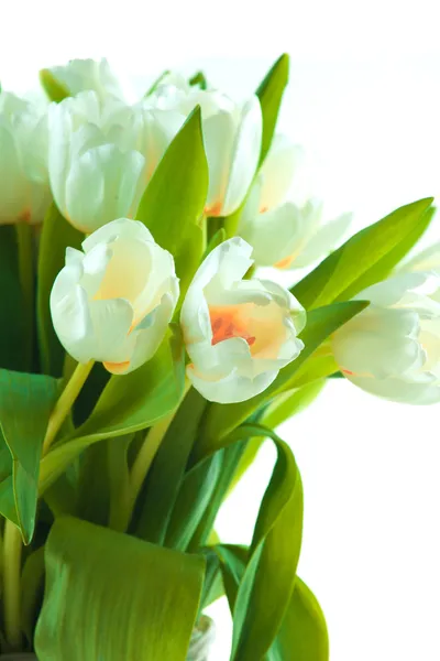 Schöne weiße Tulpen — Stockfoto