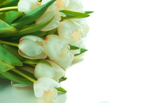 Hermosos tulipanes blancos —  Fotos de Stock