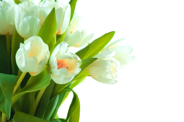 Lindas tulipas brancas — Fotografia de Stock