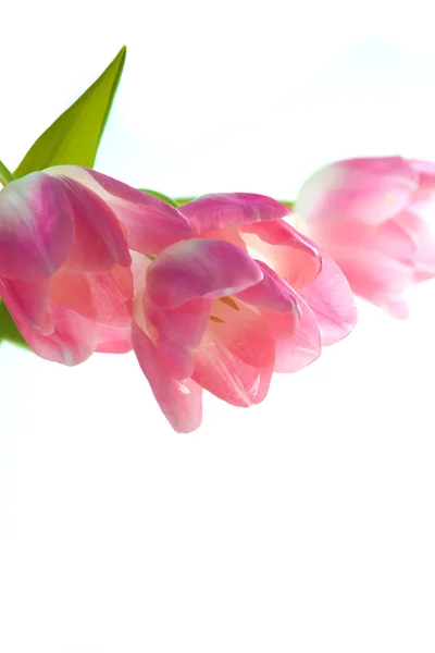 Krásné růžové tulipány — Stock fotografie