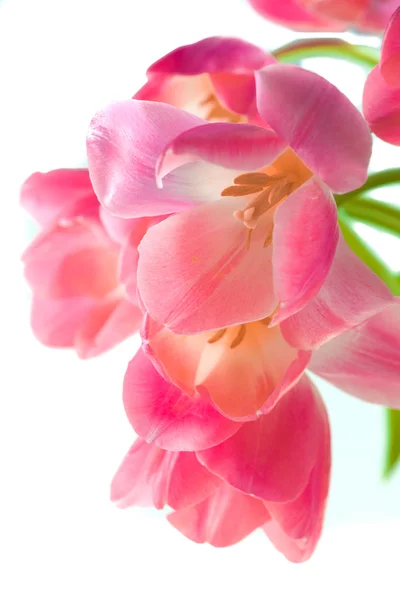 Bei tulipani rosa — Foto Stock