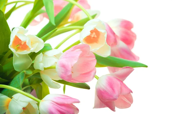 Hermosos tulipanes blancos y rosados — Foto de Stock