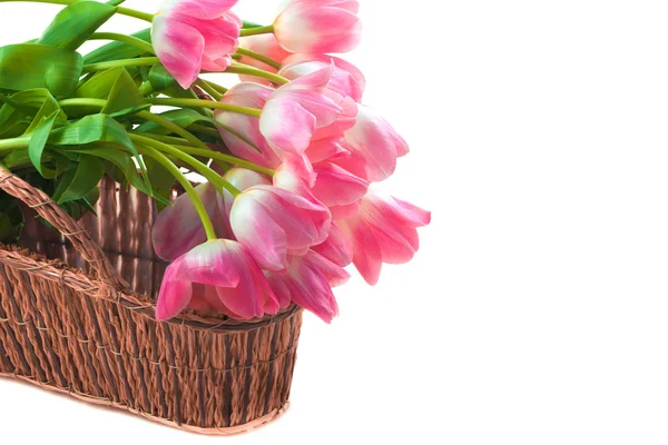 Krásné růžové tulipány v košíku — Stock fotografie