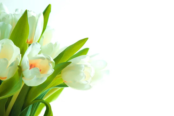 Schöne weiße Tulpen — Stockfoto