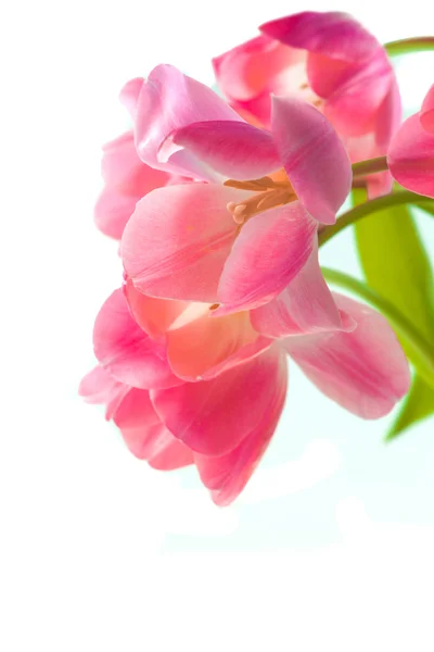 Bei tulipani rosa — Foto Stock