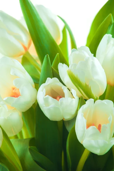 Hermosos tulipanes blancos —  Fotos de Stock