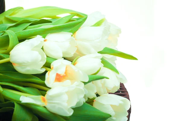 Krásné bílé tulipány — Stock fotografie