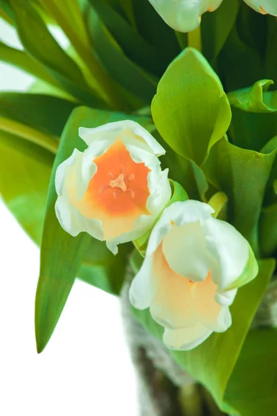 美丽的白色郁金香 — 图库照片