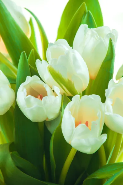 Krásné bílé tulipány — Stock fotografie