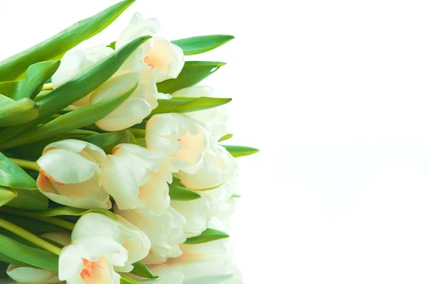 Красивые белые тюльпаны — стоковое фото