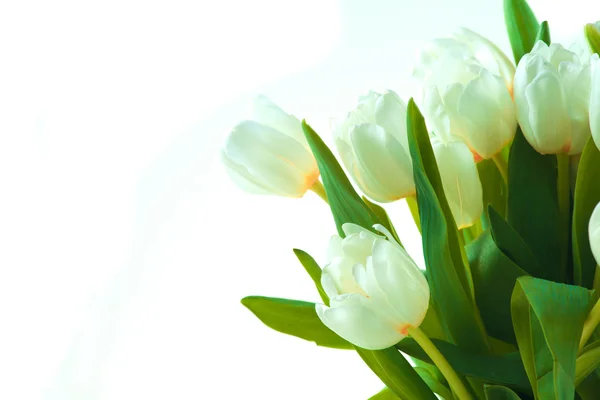 Schöne weiße Tulpen — Stockfoto