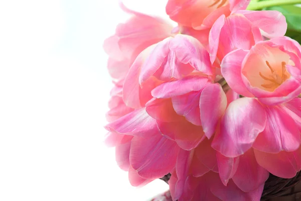 Hermosos tulipanes rosados — Foto de Stock