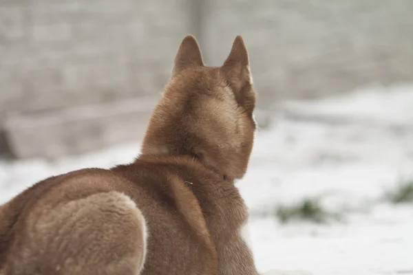 西伯利亚雪橇犬 — 图库照片