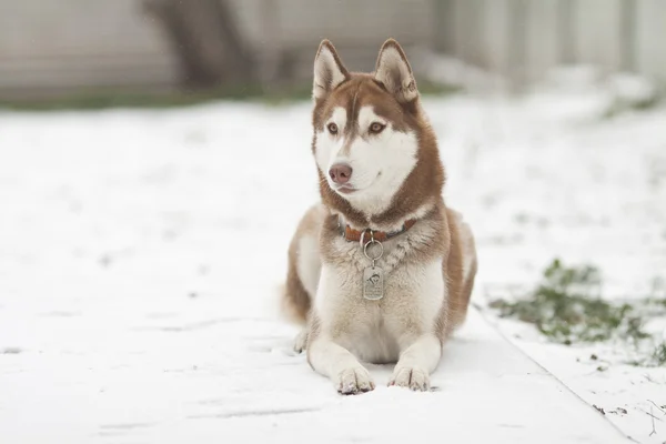 Siberian dış yapraklar — Stok fotoğraf