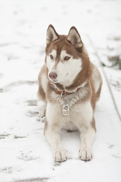 Siberian husky — Stockfoto