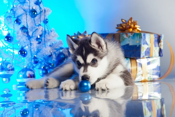 Filhote de cachorro bonito husky — Fotografia de Stock