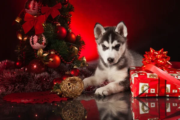 Carino husky cucciolo — Foto Stock