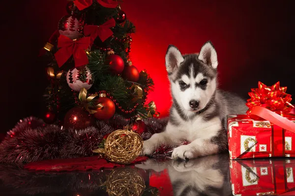 Roztomilé štěně husky — Stock fotografie