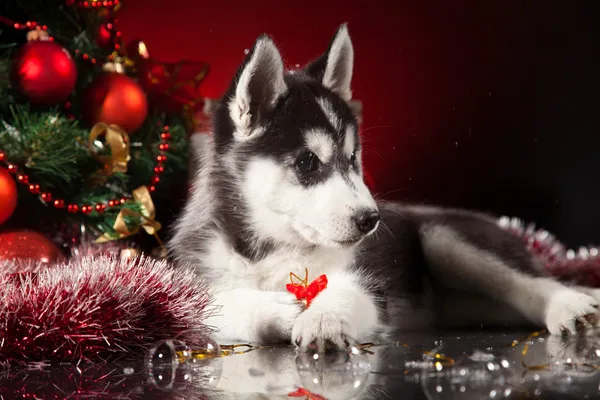 sevimli husky köpek