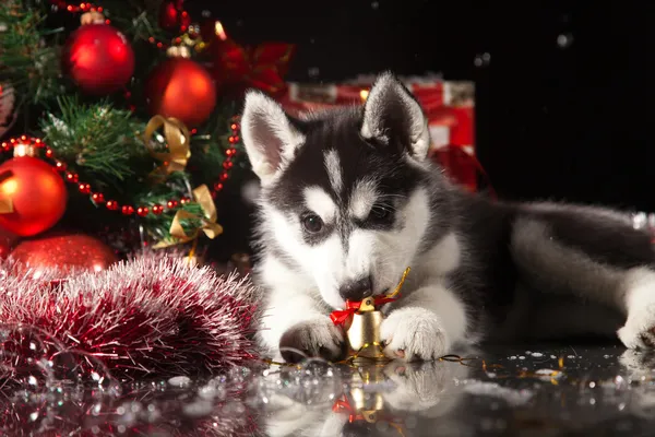 Ładny szczeniak husky — Zdjęcie stockowe