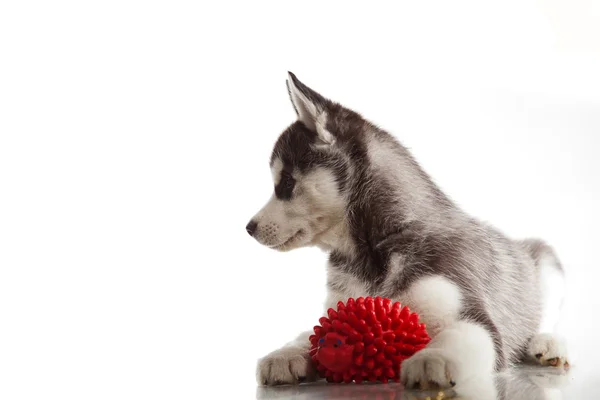 かわいいハスキーの子犬 — ストック写真