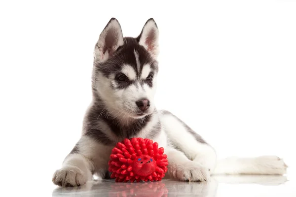 かわいいハスキーの子犬 — ストック写真
