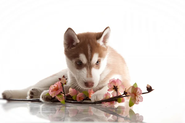Filhote de cachorro bonito husky — Fotografia de Stock