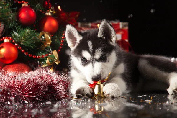 Süßer Husky-Welpe lizenzfreie Stockbilder