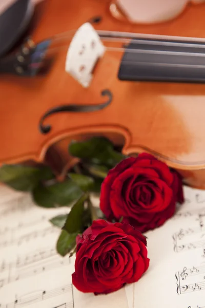 Lindas rosas e violino ! — Fotografia de Stock