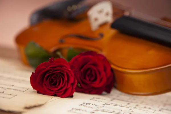 Beautiful roses and violin! — Stock Photo, Image