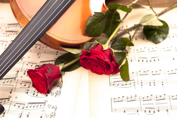 Beautiful roses and violin! — Stock Photo, Image