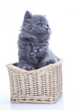 Gri Kedicik oynamayı