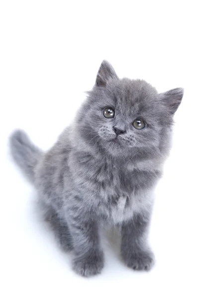 Petit chaton gris jouant — Photo