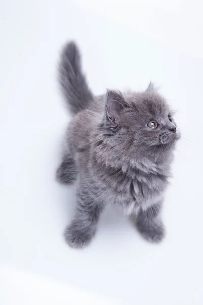 Petit chaton gris jouant — Photo