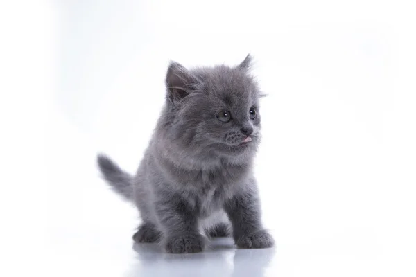 Gatito gris jugando — Foto de Stock