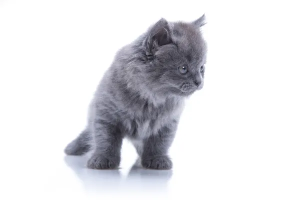 Little gray kitten playing — Stock Photo, Image