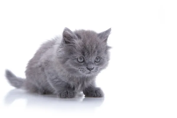 Играет серый котенок — стоковое фото