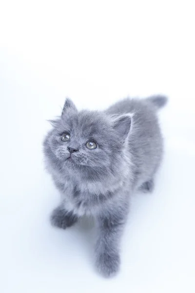 Little gray kitten playing — Stock Photo, Image